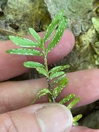 Image result for Clutia paxii