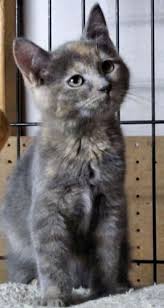 Amanda Is An Adoptable Dilute Calico Domestic Long Hair Cat In Hackettstown Nj Hi I M Amanda And I Was Born 9 1 12 Appr Tabby Cat Pretty Cats Tortie Kitten
