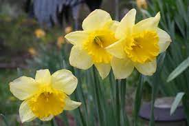 Daffodils need very little care until after blooming. Pruning Daffodils The Right Way Hgtv
