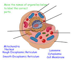 The cell wall is a protective layer around the cell, it allows materials to pass through it but eliminates. Animal Cell Labeling Science Projects Interactive Classroom Science Experiments