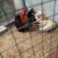 Maybe you would like to learn more about one of these? Jual Produk Ayam Serama Termurah Dan Terlengkap Agustus 2021 Bukalapak