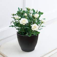 This is white rose bush by sharing with sharon on vimeo, the home for high quality videos and the people who love them. White Rose Plant