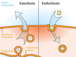 Process Of Vesicle Transport For Exocytosis And Endocytosis Nursing School Pharmacology Cell Transport Cell Membrane Transport