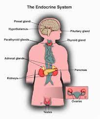 Pin On Endocrine System