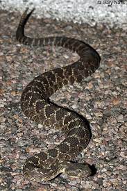 Arizona Black Rattlesnake Crotalus Cerberus Beautiful Snakes Reptiles And Amphibians Deadly Animals