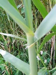 Image result for Phragmites karka