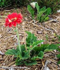 Image result for Gerbera jamesonii