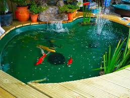 Cara membuat kolam ikan koi untuk pemula infoikan.com sebenarnya cara membuat kolam ikan koi ini semuanya sudah pada tau, dari desain kolam ikan minimalis yang ada. Kenapa Ikan Yang Pelihara Di Kolam Mudah Mati Lovedfish