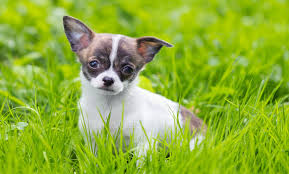 Just curious if you are expecting any puppies around this. Chihuahua Puppy Breed Facts Information Characteristics And More Puppyspot