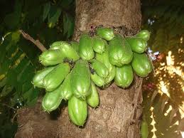 Pin On Exotic Tropical Fruits