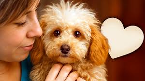 She Was Blind… Look at Her Now! Please donate, help us continue saving  lives https://letsadoptinternational.com/en/donate/ Her eyes were so  swollen, she couldn't see a thing. Today… she's seeing the world again for