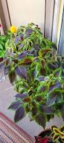Image result for Coleus psammophilus