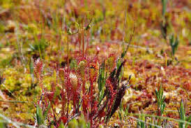 Image result for Aeschynomene glauca