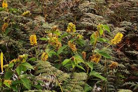 Image result for Eriosema