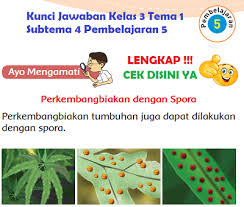 Lengkap Kunci Jawaban Kelas 3 Tema 1 Subtema 4 Pembelajaran 5 Kunci Jawaban Tematik Lengkap Terbaru Simplenews