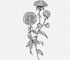 Flower Drawing Aster Flower Botany Leaf Branch Png Pngwing Як намалювати айстру how to draw aster #draw. flower drawing aster flower botany