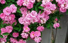 The Peggy Martin Rose After Being Under Salt Water For 2 Weeks After Katrina It Not Only Survived But Bloomed No Rose Cuttings Climbing Roses Growing Roses