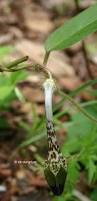 Image result for Ceropegia racemosa