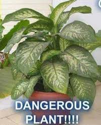 The Plant Dumb Cane Or Dieffenbachia Proven To Be Dangerous Causes Itching If Its Sap Milk Touches Your Skin Tropical House Plants Plants Deadly Plants