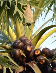 In the late spring, a pink flower emerges from amongst the palm leaves. Pin On Shyamal Raha