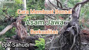 Yupzz aq klo abis lahiran ad tukang jamu langganan klo pagii anter jamu kunyit asem pake sirih n anggur ,,,, n disebutin juga klo kunyit biar darah nifas yang keluar ga berbau, asem buat kecilin rahim, sirih antibiotik alami bun jd biar jaitan n rahim cepet pulih nah klo anggur baguss buat yang nyusuin baby kata'a bikin asi jd segerr hehehehehe. Cara Membuat Bonsai Asam Jawa Berkualitas Youtube