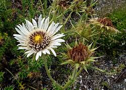 Image result for Berkheya johnstoniana
