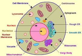 White Blood Cell Diagram Cell Model Animal Cell Project