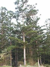 Image result for Araucaria cunninghamii