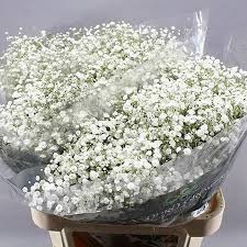We did not find results for: Gypsophila Buy Online Wholesale Flowers Wedding Flowers Triangle Nursery Uk