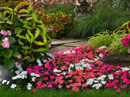 Image result for Impatiens mildbraedii
