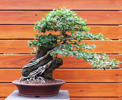 The chinese elm bonsai tree is one of the most attractive bonsai. Seiju Elm Bonsai Tree Bing Images Elm Bonsai Bonsai Tree Garden Bonsai Tree