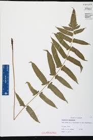 Image result for Diplazium humbertii