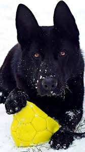 German Shepherd Black Dog Play Mood 720x1280 Wallpaper Alman Coban Kopekleri Kopek Coban Kopekleri