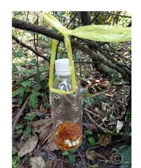 .menggunakan pengharum pakaian(downy) cara halau monyet menggunakan kerimo cara mengusir babi hutan cara halau monyet dengan mudah cara menghalau monyet! Petua Berkesan Halau Monyet Yang Mengganggu Tanaman Anda Nurazashake