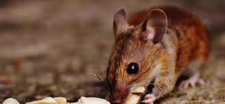 how to get rid of mice in the kitchen