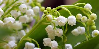 Pourquoi offre-t-on du muguet le 1er mai ?