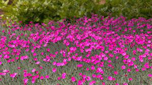 Dianthus full sun red perennial flowers. How To Grow And Care For Perennial Dianthus Flowers In The Garden