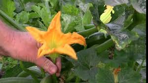 Store your picked zucchini for seven to ten days by keeping them in the refrigerator. How To Grow Zucchini 10 Steps With Pictures Wikihow