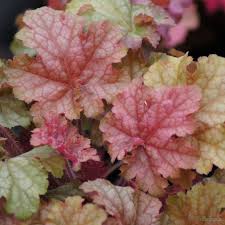 Plantagogo Heucheras On The Great British Garden Revival Heuchera British Garden Unusual Plants
