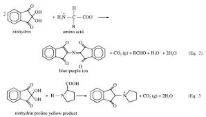 Since tryptophan was not destroyed. Genetically Engineered Plants As Protein Factories A Close View