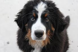 Find out more about us by clicking one of the pictures below. About Us Ranch House Bernedoodles