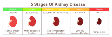 Image result for Renal Function