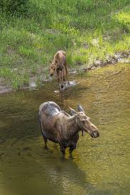 Rocky Mountain National Park Animals Moose Animal Kingdom