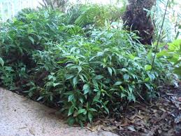 Image result for Coffea schliebenii