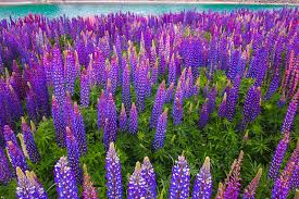 Maybe you would like to learn more about one of these? New Zealand Flower Field Of Lupines