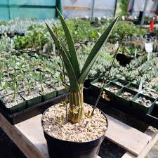 Image result for Eulophia petersii