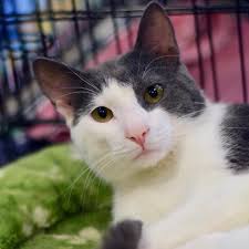 Maybe you would like to learn more about one of these? Partnership For Animal Welfare Find Your Furr Ever Friend