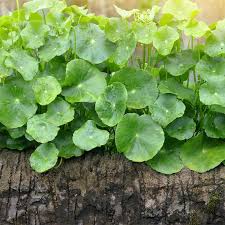Image result for Centella glabrata