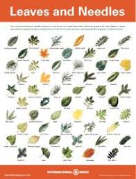 pdf files of leaf needle seed bark identification it is