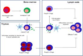 Hematopoietic stem cell (hsc) transplantation can cure diverse diseases of the blood system, including hematologic malignancies, anemias, and autoimmune disorders. Frontiers Immune Reconstitution After Allogeneic Hematopoietic Stem Cell Transplantation Immunology